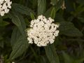 Viburnum rhitidophyllum-5 Kalina sztywnolistna